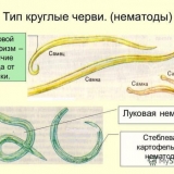 Nematoda luka - mjere suzbijanja na luku